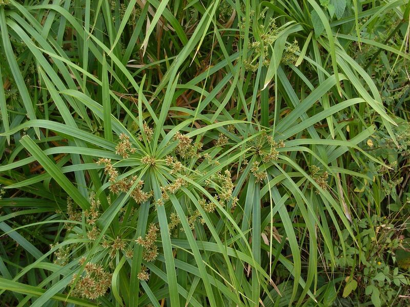 Cyperus plant