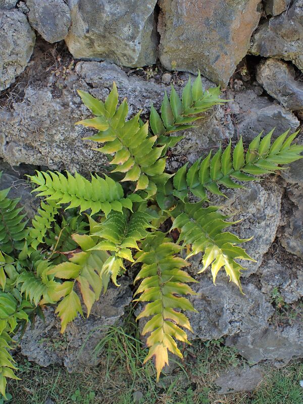 Cyrtomium plant
