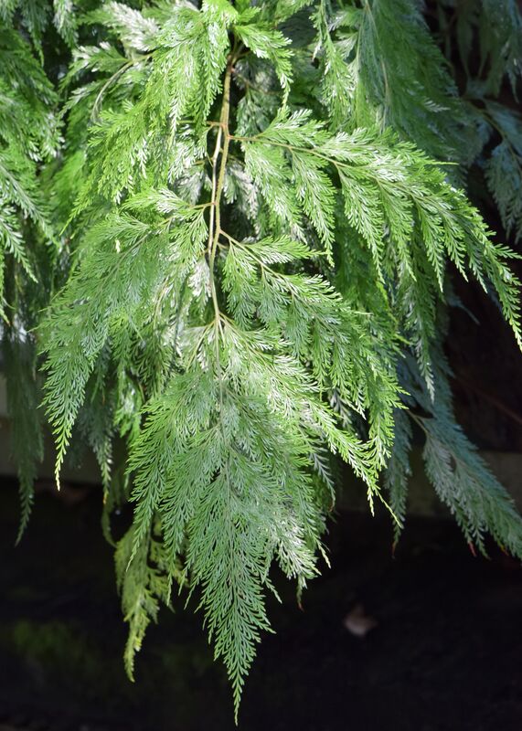 Davallia plant