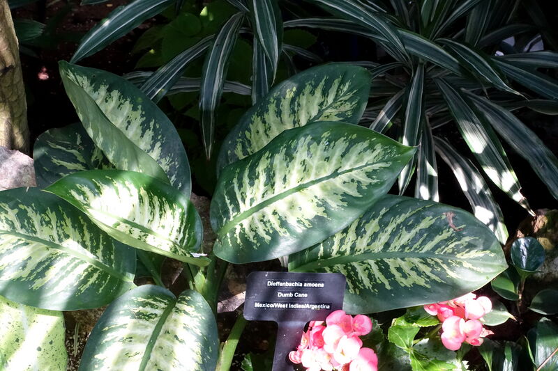 Dieffenbachia plant