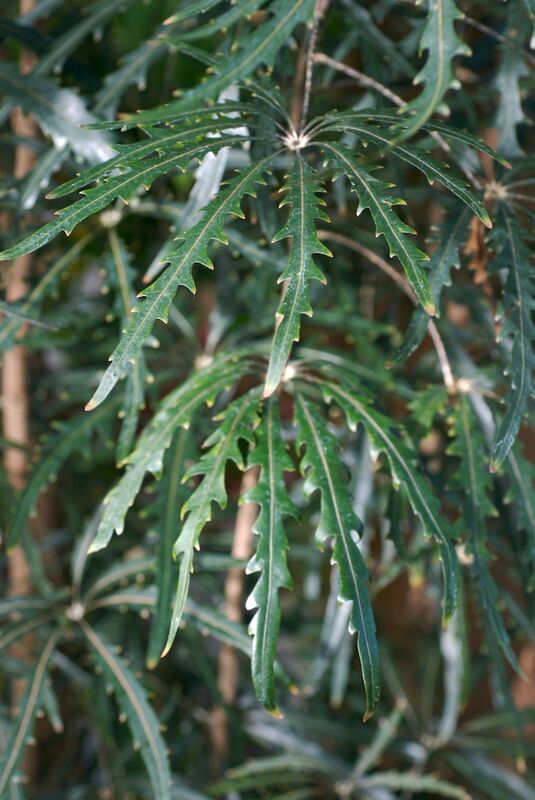 Dizygotheca plant