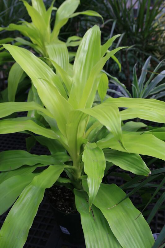 Dracaena deremensis plant
