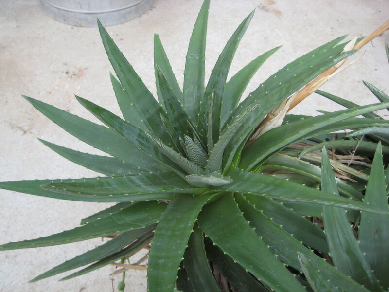 Dyckia plant