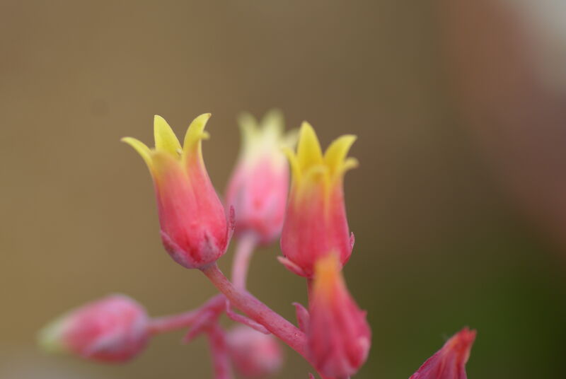 Echeveria plant