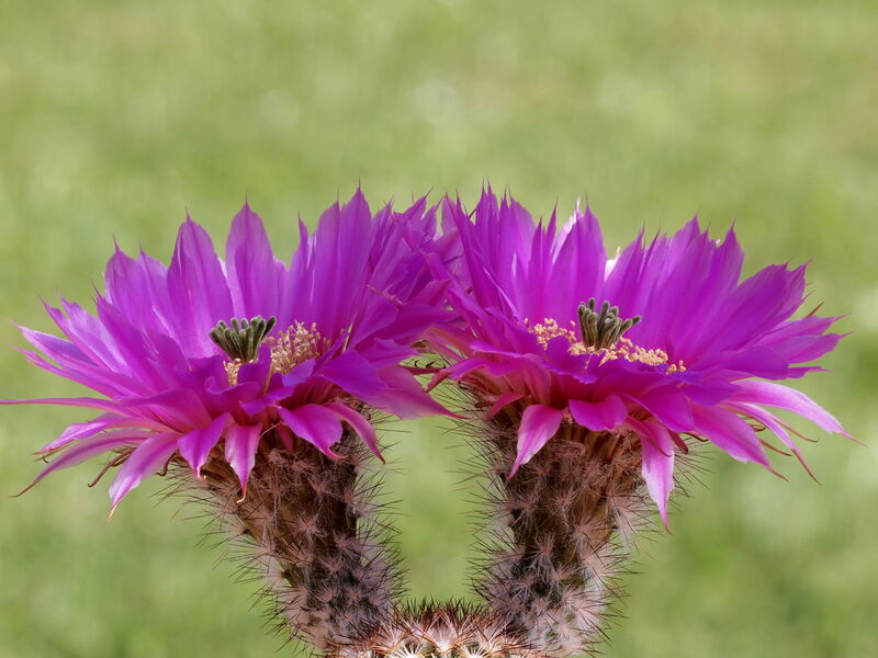 Echinocereus plant