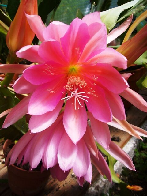 Epiphyllum plant