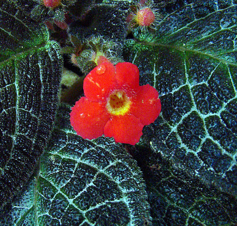 Episcia plant