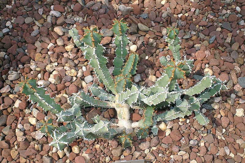 Euphorbia plant
