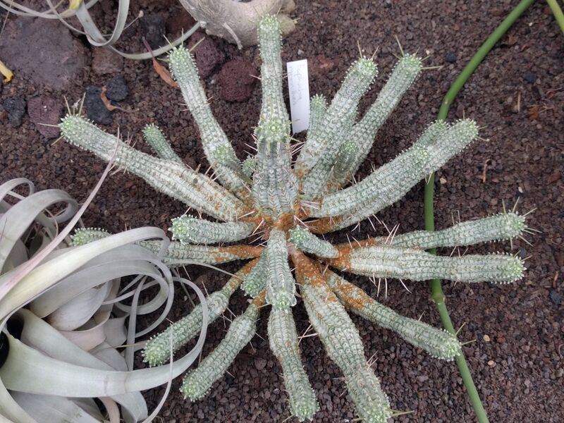 Euphorbia mammillaris plant