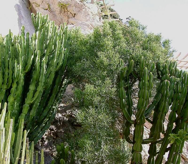 Euphorbia tirucalli plant