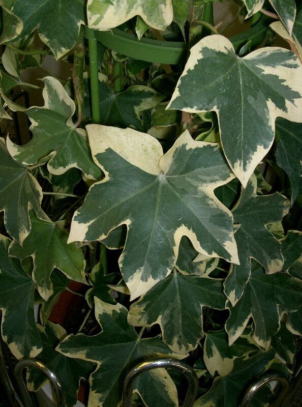 Fatshedera plant