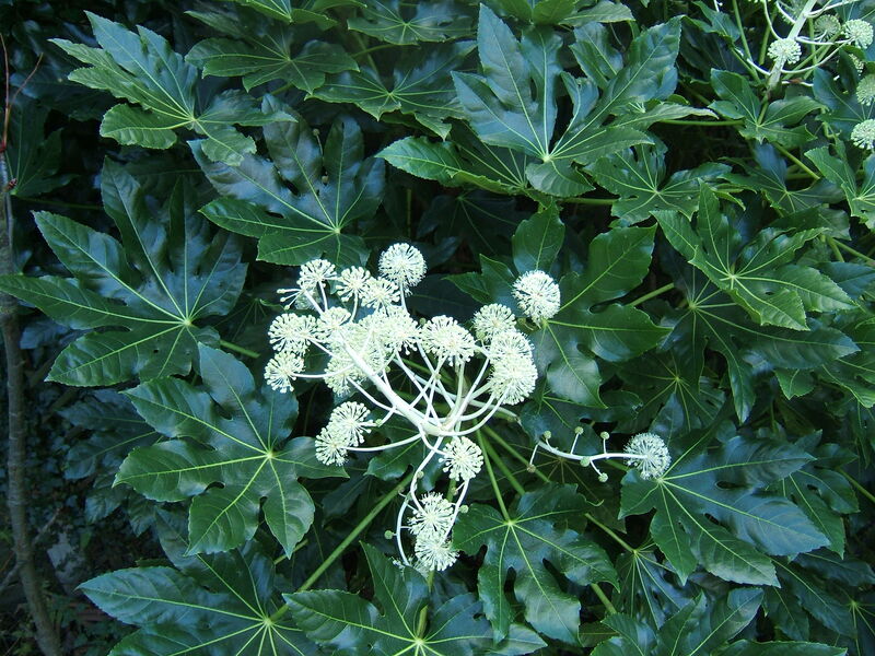Fatsia plant