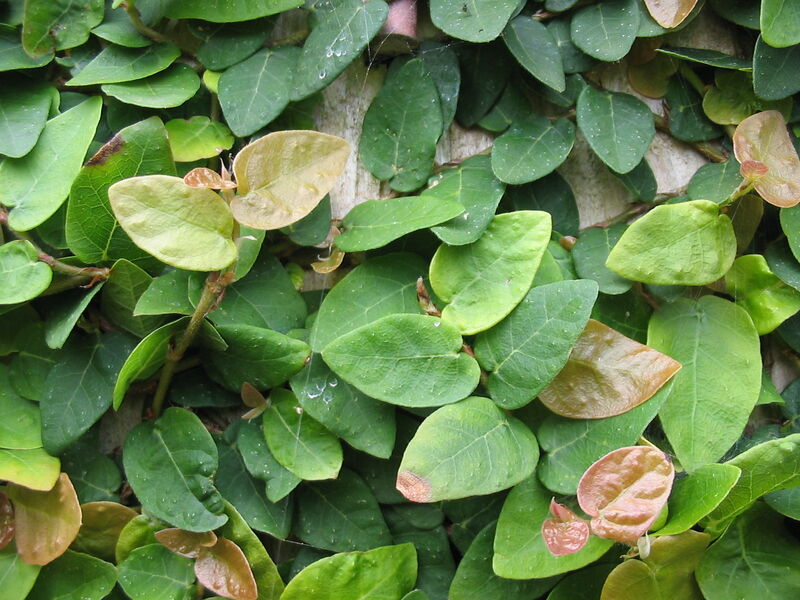 Ficus pumila plant