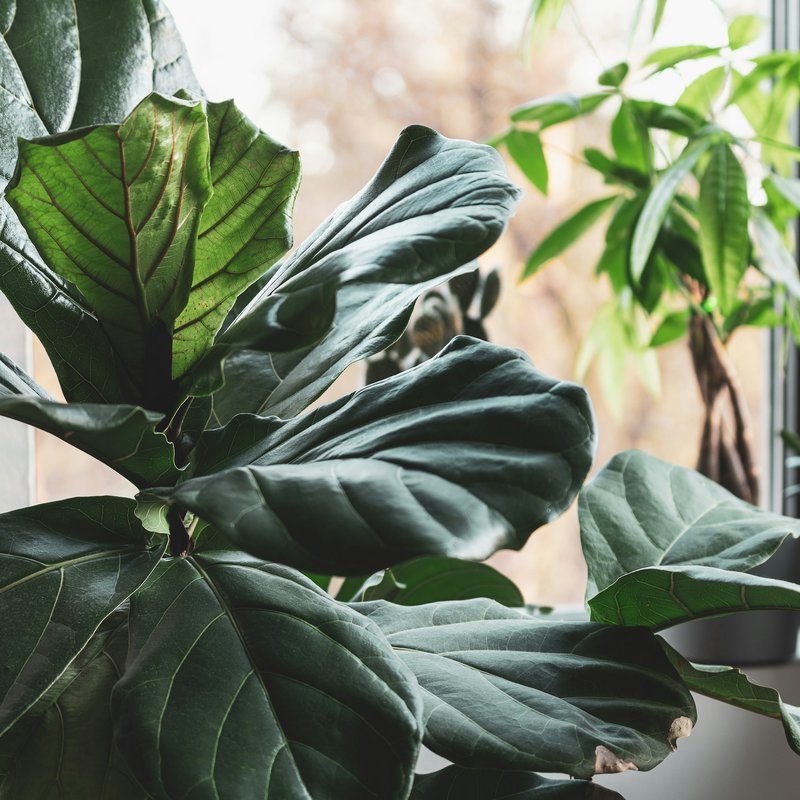 Fiddle Leaf Fig