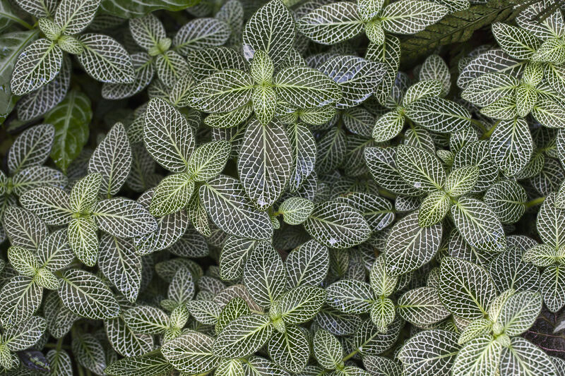 Fittonia plant