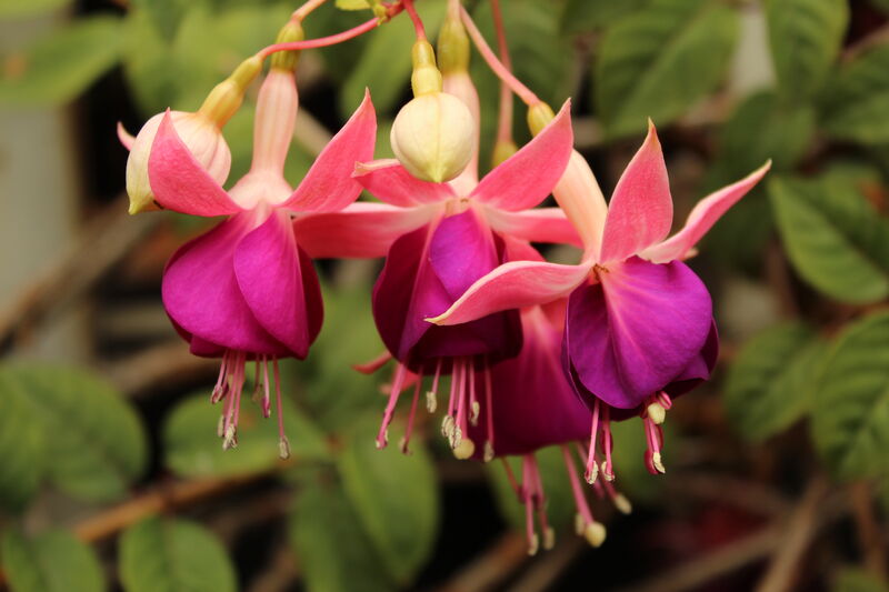 Fuchsia plant