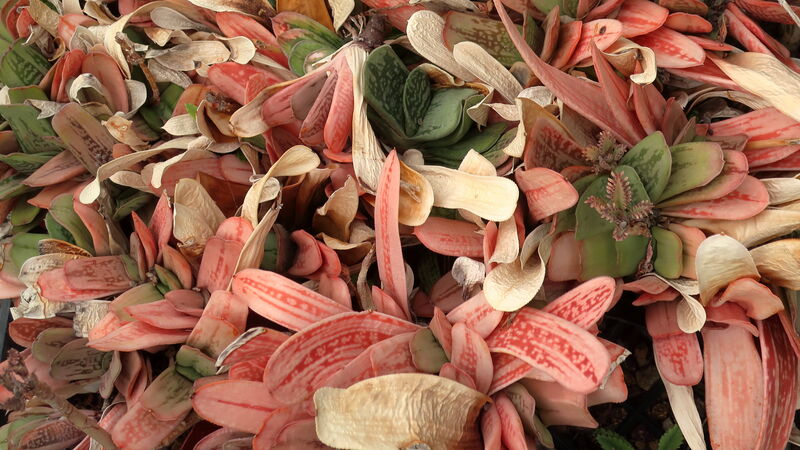 Gasteria plant