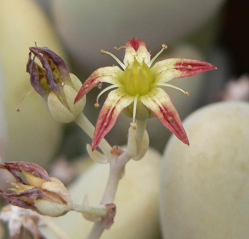 Graptopetalum plant