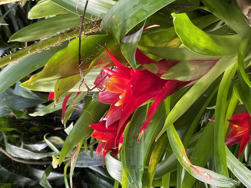 Guzmania plant