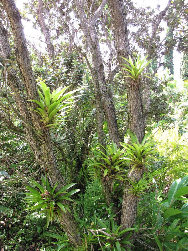 Guzmania monostachia plant