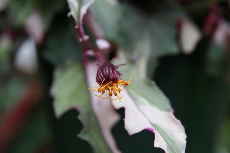 Gynura plant