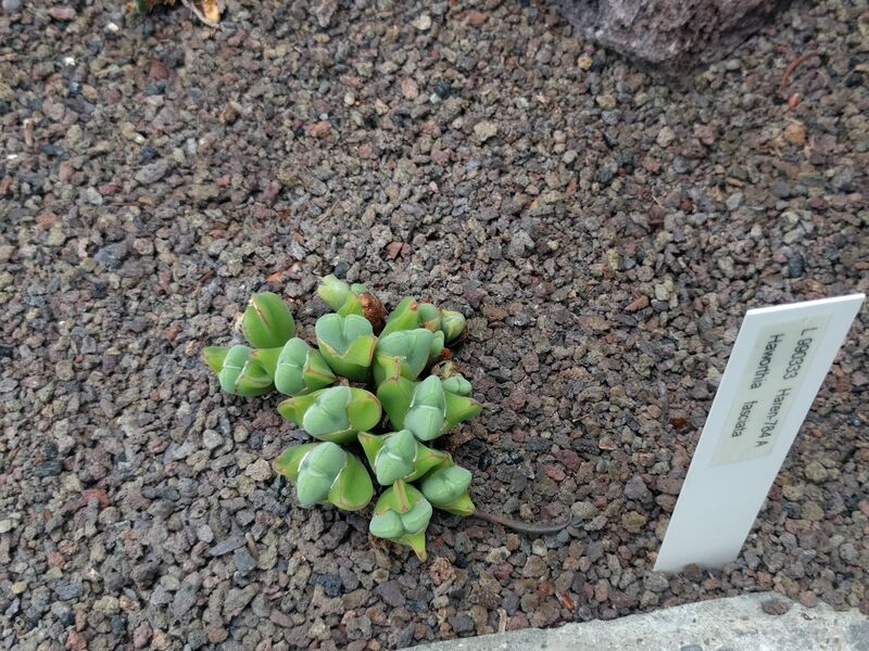 Haworthia plant