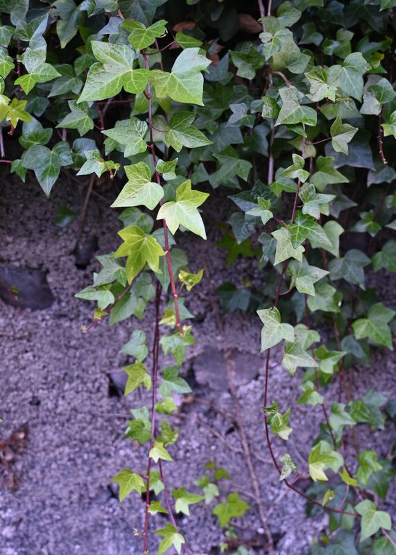 Hedera plant