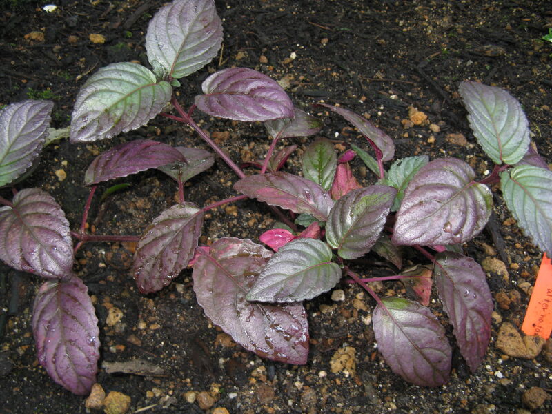Hemigraphis plant