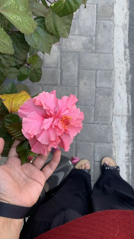 Hibiscus plant