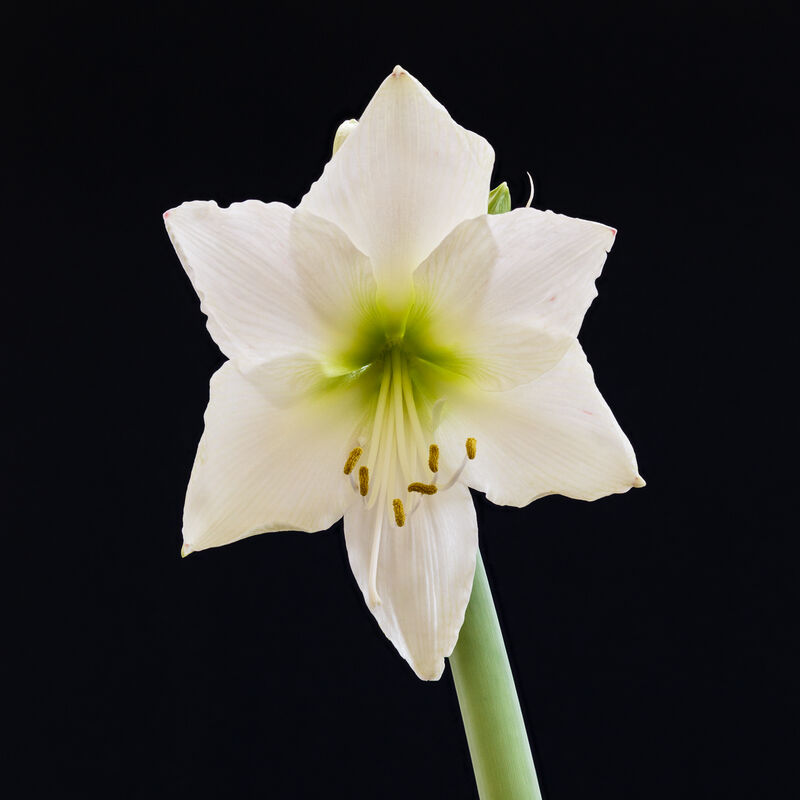 Hippeastrum plant