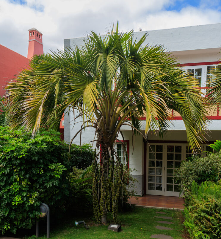 Howea plant