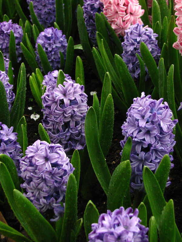 Hyacinthus plant