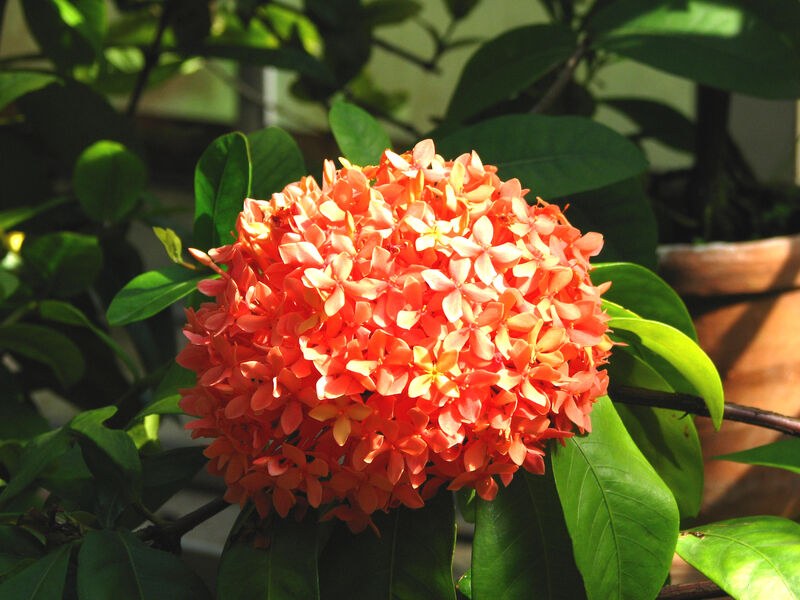 Ixora plant