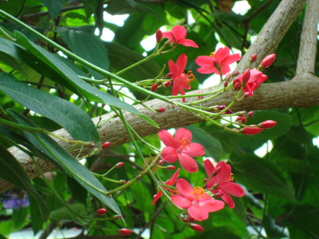 Jatropha plant