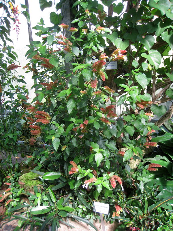 Justicia plant