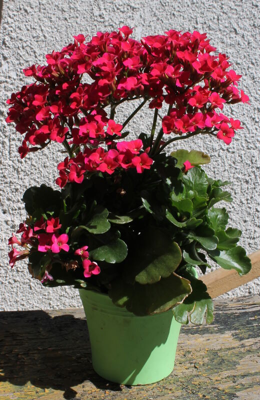 Kalanchoe plant