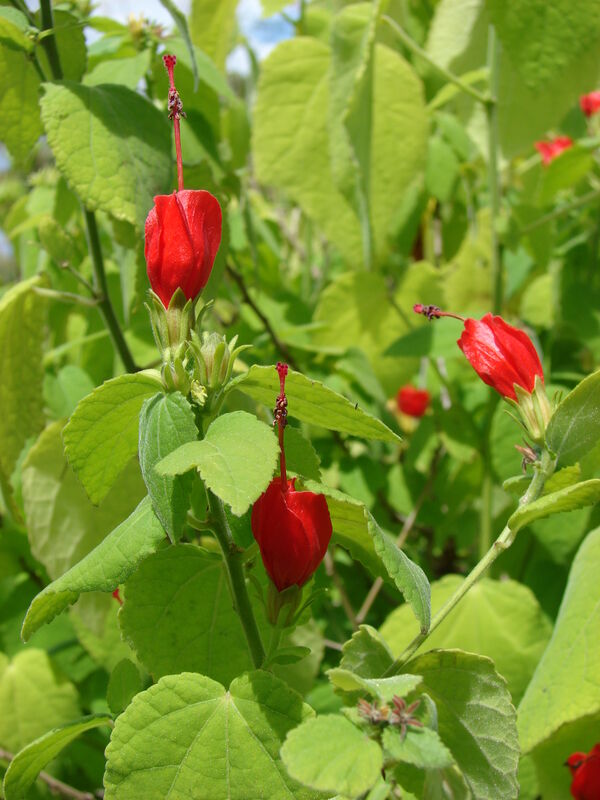 Malvaviscus plant