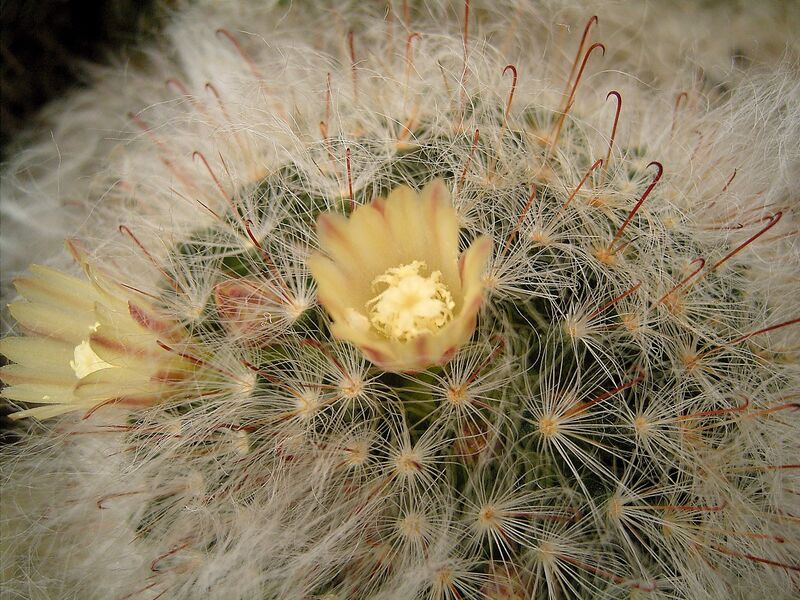 Mammillaria plant