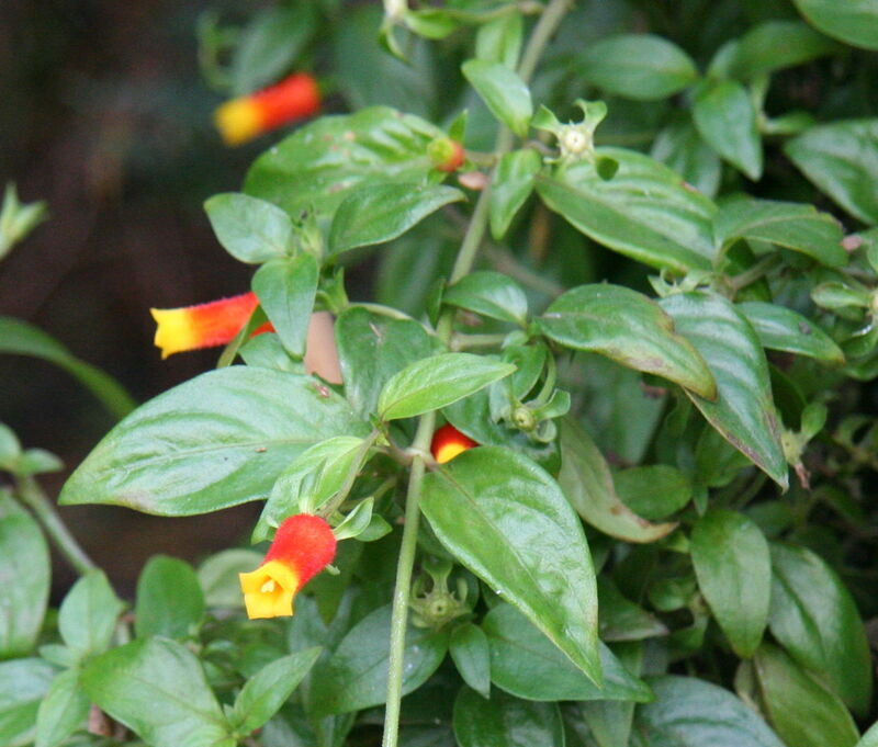 Manettia plant