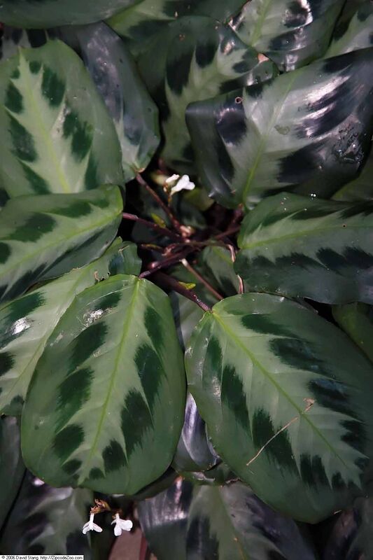 Maranta plant