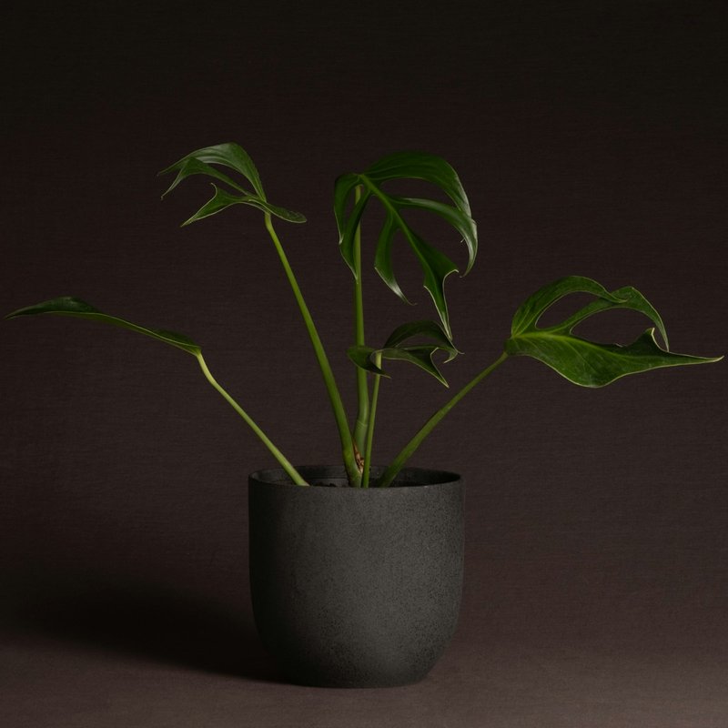 Monstera Burle Marx Flame