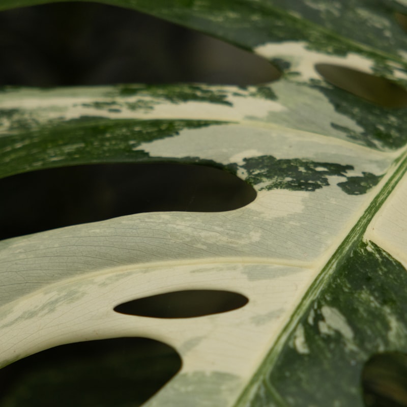 Monstera White Monster