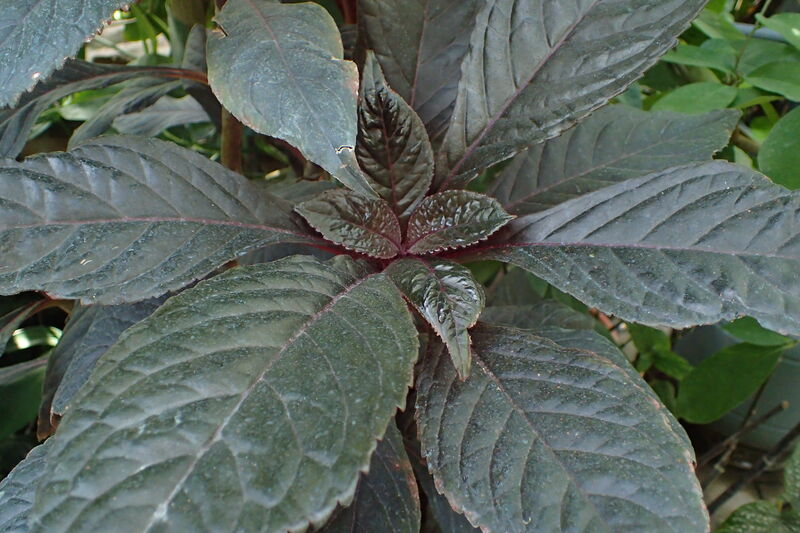 Nautilocalyx plant