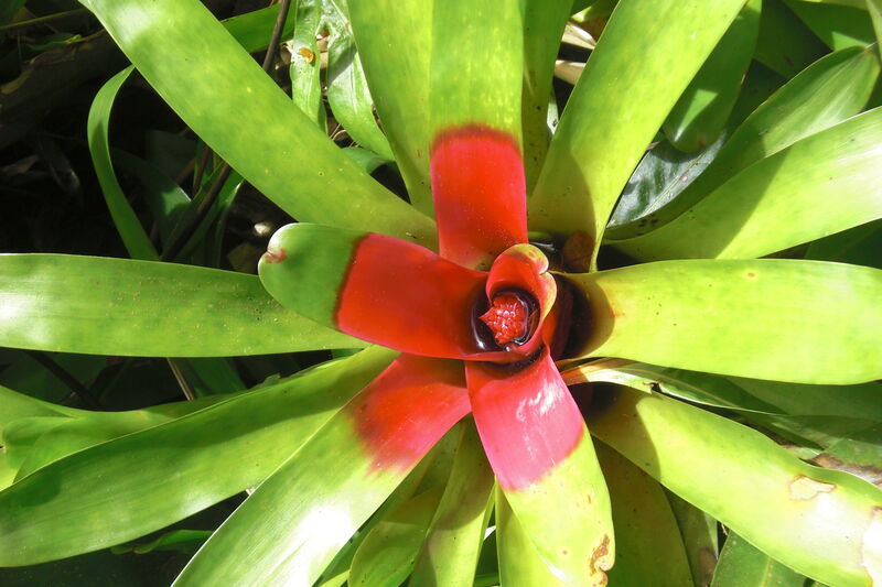 Neoregelia plant