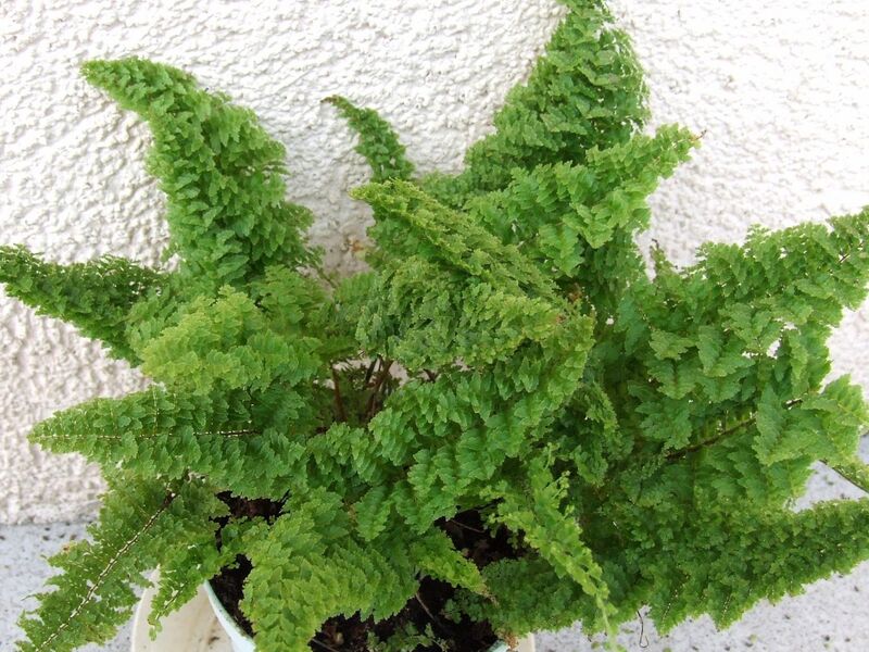 Nephrolepis plant