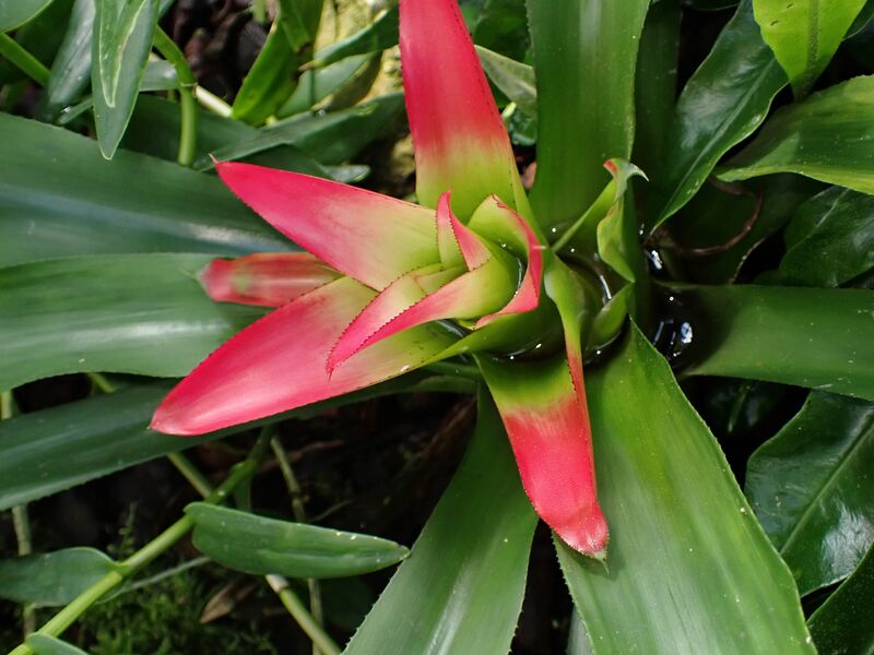Nidularium plant