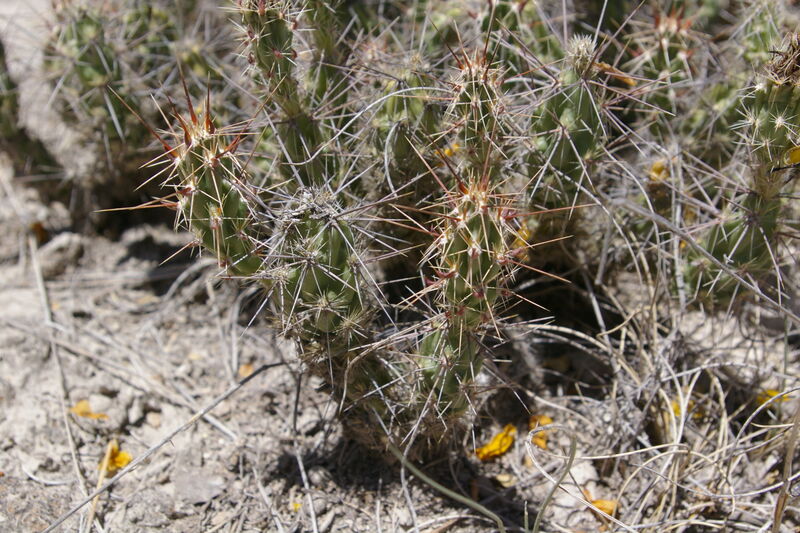 Opuntia plant