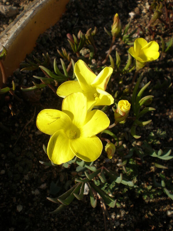Oxalis plant