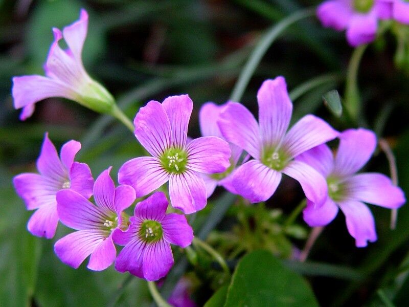 Oxalis rubra plant