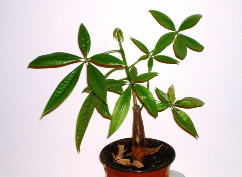 Pachira plant